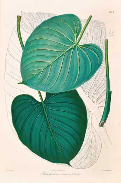 Icones Aroidearum Pl.02 av Heinrich Wilhelm Schott
