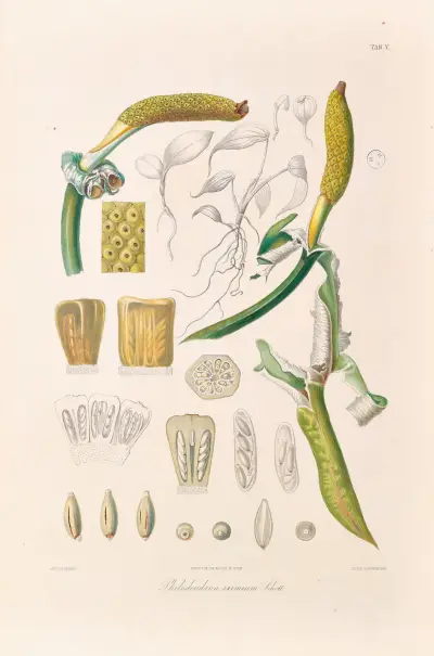 Icones Aroidearum Pl.05 av Heinrich Wilhelm Schott