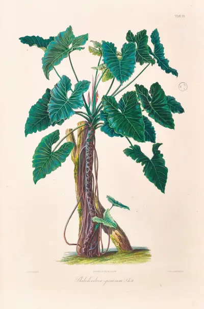 Icones Aroidearum Pl.06 av Heinrich Wilhelm Schott