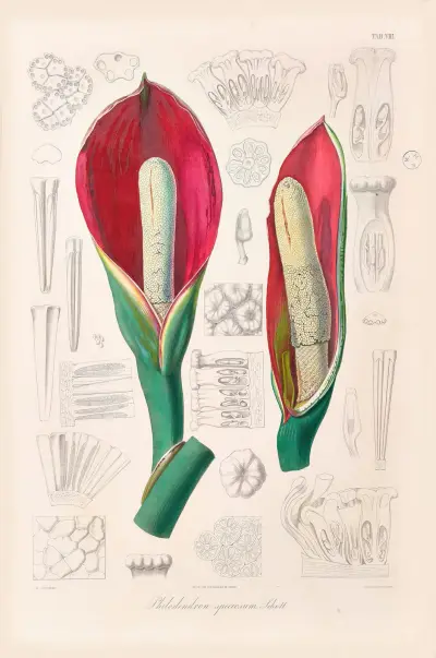 Icones Aroidearum Pl.08 av Heinrich Wilhelm Schott