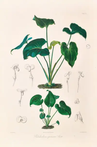 Icones Aroidearum Pl.10 av Heinrich Wilhelm Schott