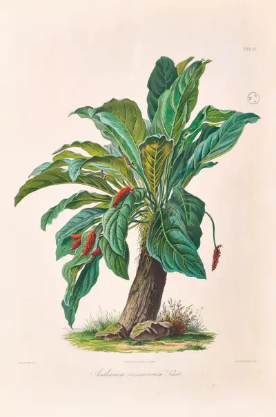 Icones Aroidearum Pl.11 av Heinrich Wilhelm Schott