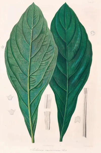 Icones Aroidearum Pl.12 av Heinrich Wilhelm Schott