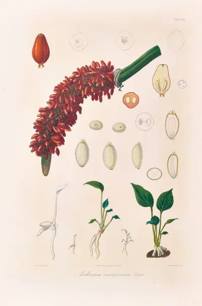 Icones Aroidearum Pl.14 av Heinrich Wilhelm Schott
