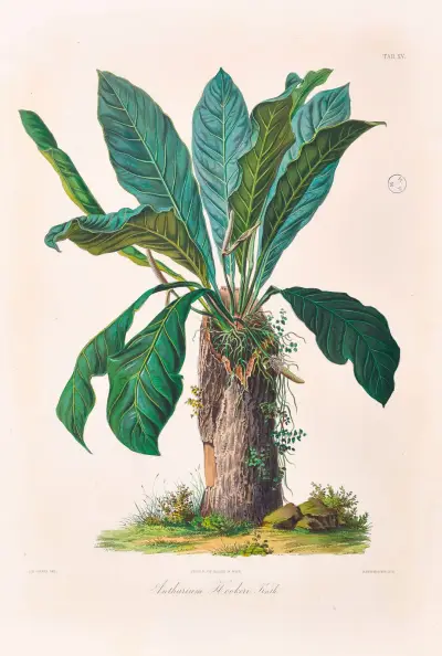 Icones Aroidearum Pl.15 av Heinrich Wilhelm Schott