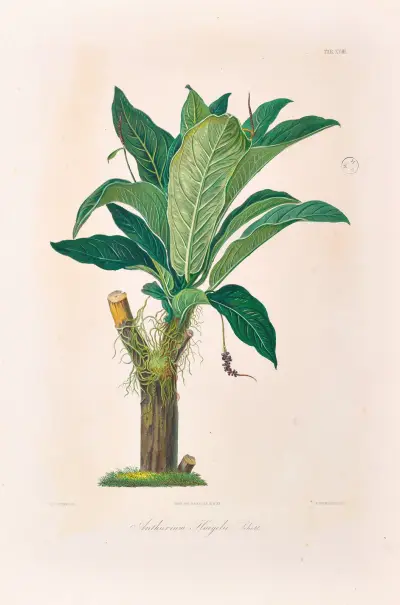 Icones Aroidearum Pl.18 av Heinrich Wilhelm Schott