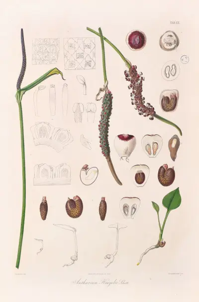 Icones Aroidearum Pl.20 av Heinrich Wilhelm Schott