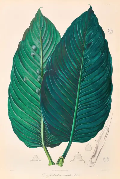 Icones Aroidearum Pl.22 av Heinrich Wilhelm Schott