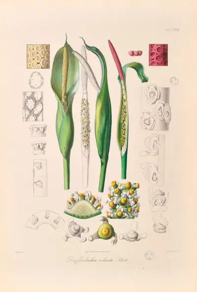 Icones Aroidearum pl. 23 av Heinrich Wilhelm Schott