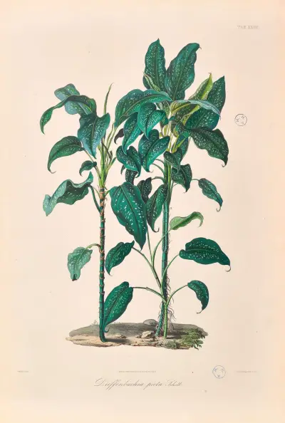 Icones Aroidearum Pl.24 av Heinrich Wilhelm Schott