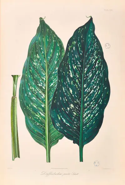 Icones Aroidearum Pl.25 av Heinrich Wilhelm Schott