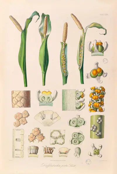 Icones Aroidearum Pl.26 av Heinrich Wilhelm Schott