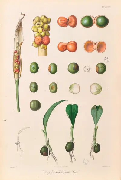 Aroideae-planscher Pl.27 av Heinrich Wilhelm Schott