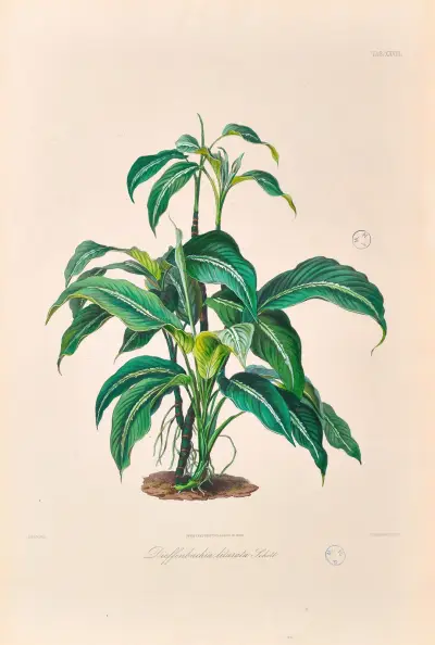 Icones Aroidearum Pl.28 av Heinrich Wilhelm Schott