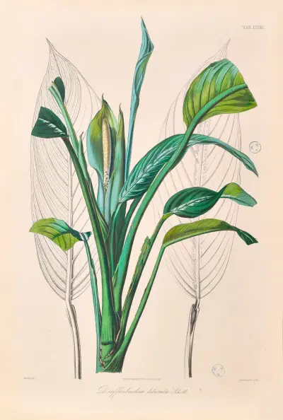 Icones Aroidearum Pl.29 av Heinrich Wilhelm Schott