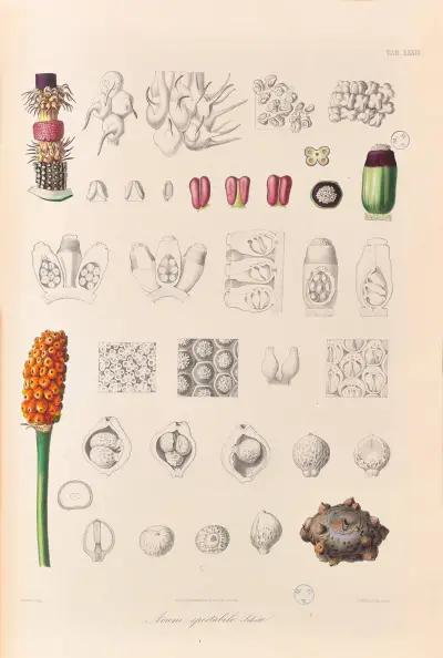 Icones Aroidearum Pl.33 av Heinrich Wilhelm Schott