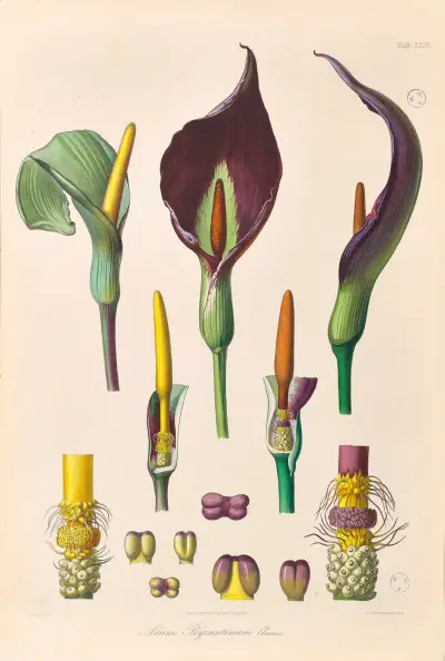 Icones Aroidearum Pl.35 av Heinrich Wilhelm Schott