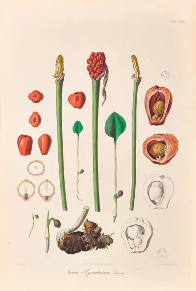 Icones Aroidearum Pl.36 av Heinrich Wilhelm Schott