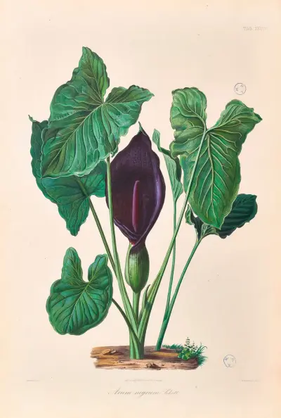 Icones Aroidearum Pl.37 av Heinrich Wilhelm Schott