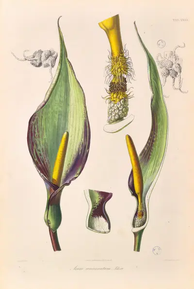 Icones Aroidearum Pl.40 av Heinrich Wilhelm Schott