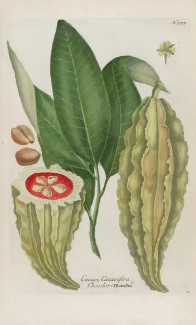Phytanthoza iconographia Pl.002 av Johann Wilhelm Weinmann