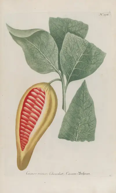 Phytanthoza iconographia Pl.003 av Johann Wilhelm Weinmann