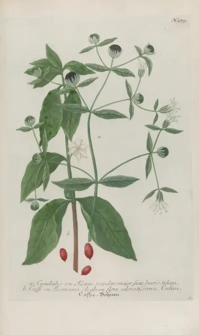 Phytanthoza iconographia Pl.004 av Johann Wilhelm Weinmann
