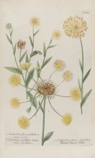 Phytanthoza iconographia Pl.007 av Johann Wilhelm Weinmann