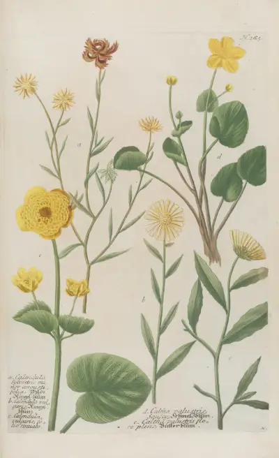 Phytanthoza iconographia pl. 8 av Johann Wilhelm Weinmann