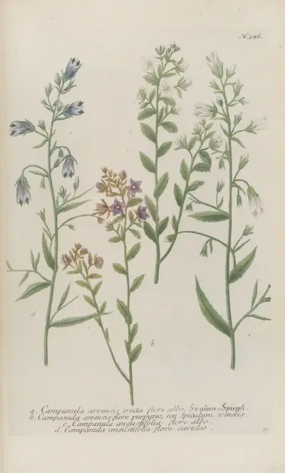 Phytanthoza iconographia Pl.009 av Johann Wilhelm Weinmann