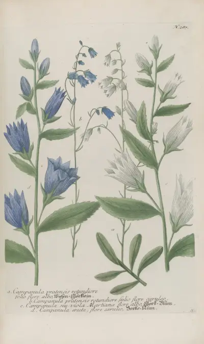 Phytanthoza iconographia Pl.010 av Johann Wilhelm Weinmann