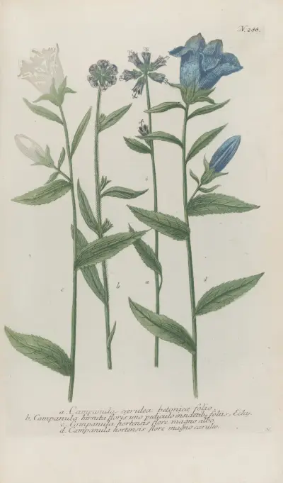 Phytanthoza iconographia Pl.011 av Johann Wilhelm Weinmann