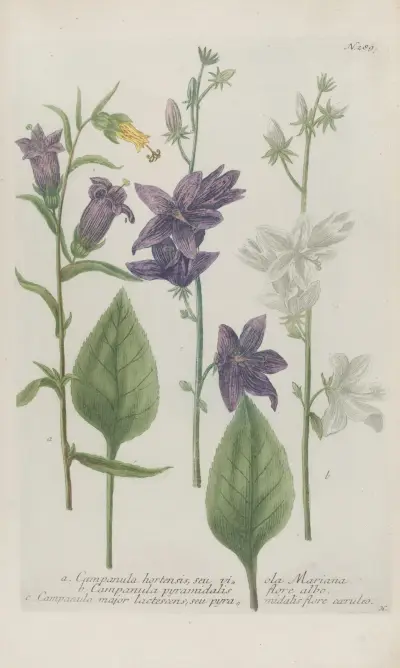 Phytanthoza iconographia Pl.012 av Johann Wilhelm Weinmann
