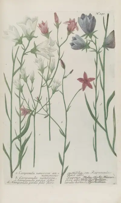 Phytanthoza iconographia Pl.013 av Johann Wilhelm Weinmann