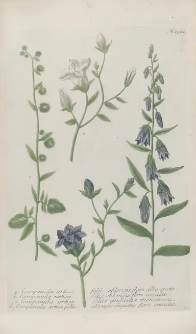 Phytanthoza iconographia Pl.015 av Johann Wilhelm Weinmann