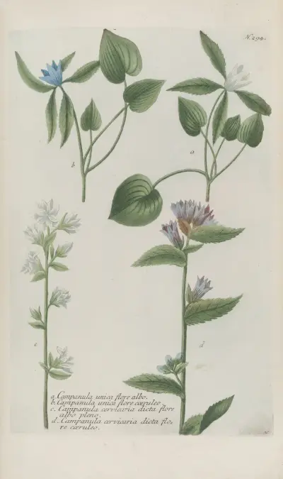 Phytanthoza iconographia Pl.017 av Johann Wilhelm Weinmann