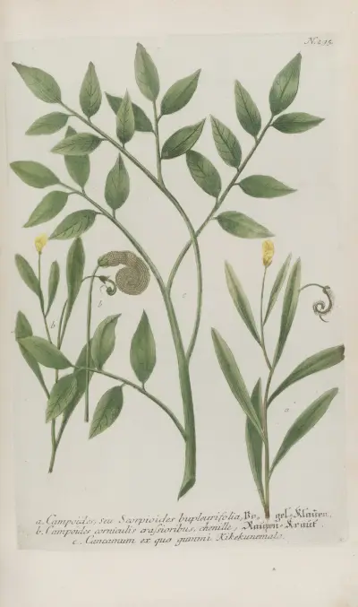 Phytanthoza iconographia Pl.018 av Johann Wilhelm Weinmann
