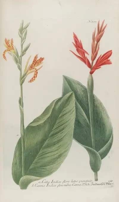 Phytanthoza iconographia Pl.020 av Johann Wilhelm Weinmann
