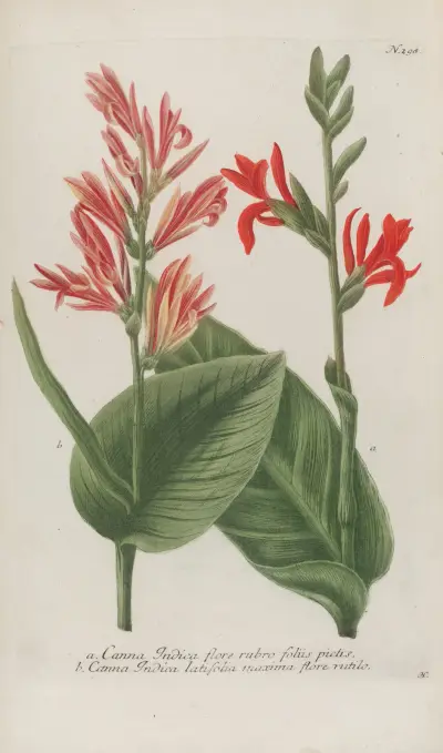Phytanthoza iconographia Pl.021 av Johann Wilhelm Weinmann