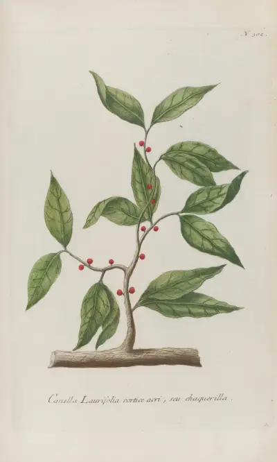 Phytanthoza iconographia Pl.025 av Johann Wilhelm Weinmann