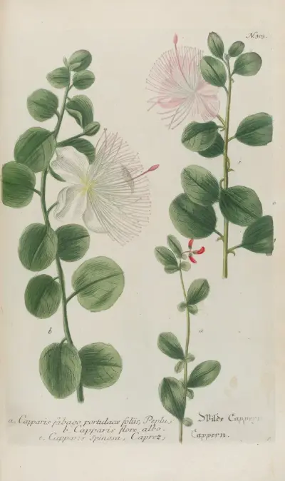 Phytanthoza iconographia Pl.026 av Johann Wilhelm Weinmann