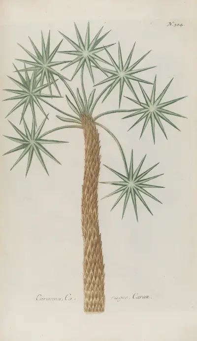Phytanthoza iconographia Pl.027 av Johann Wilhelm Weinmann