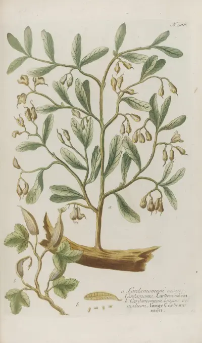 Phytanthoza iconographia Pl.029 av Johann Wilhelm Weinmann