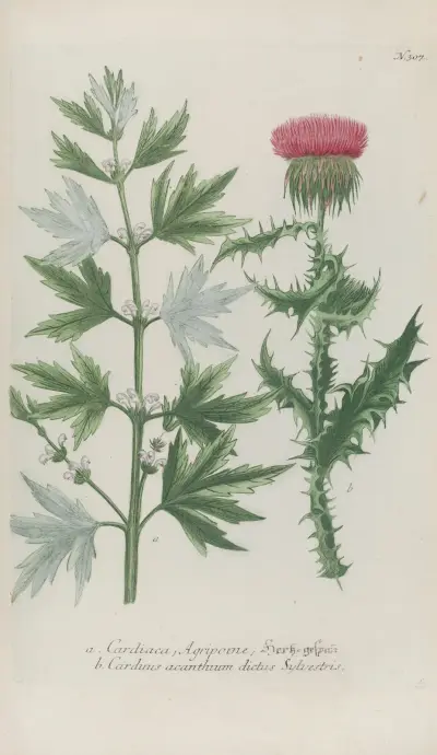 Phytanthoza iconographia Pl.030 av Johann Wilhelm Weinmann