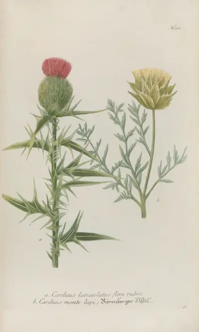 Phytanthoza iconographia Pl.034 av Johann Wilhelm Weinmann