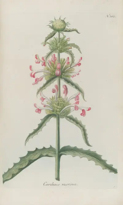 Phytanthoza iconographia Pl.035 av Johann Wilhelm Weinmann