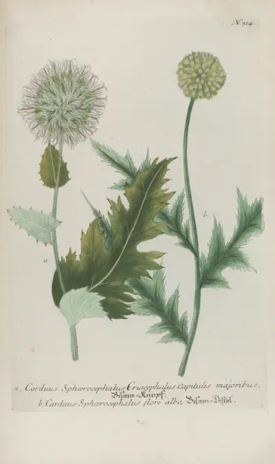Phytanthoza iconographia Pl.037 av Johann Wilhelm Weinmann