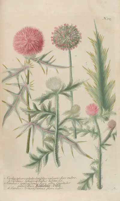 Phytanthoza iconographia Pl.038 av Johann Wilhelm Weinmann