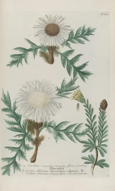 Phytanthoza iconographia Pl.041 av Johann Wilhelm Weinmann