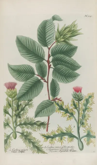 Phytanthoza iconographia Pl.042 av Johann Wilhelm Weinmann